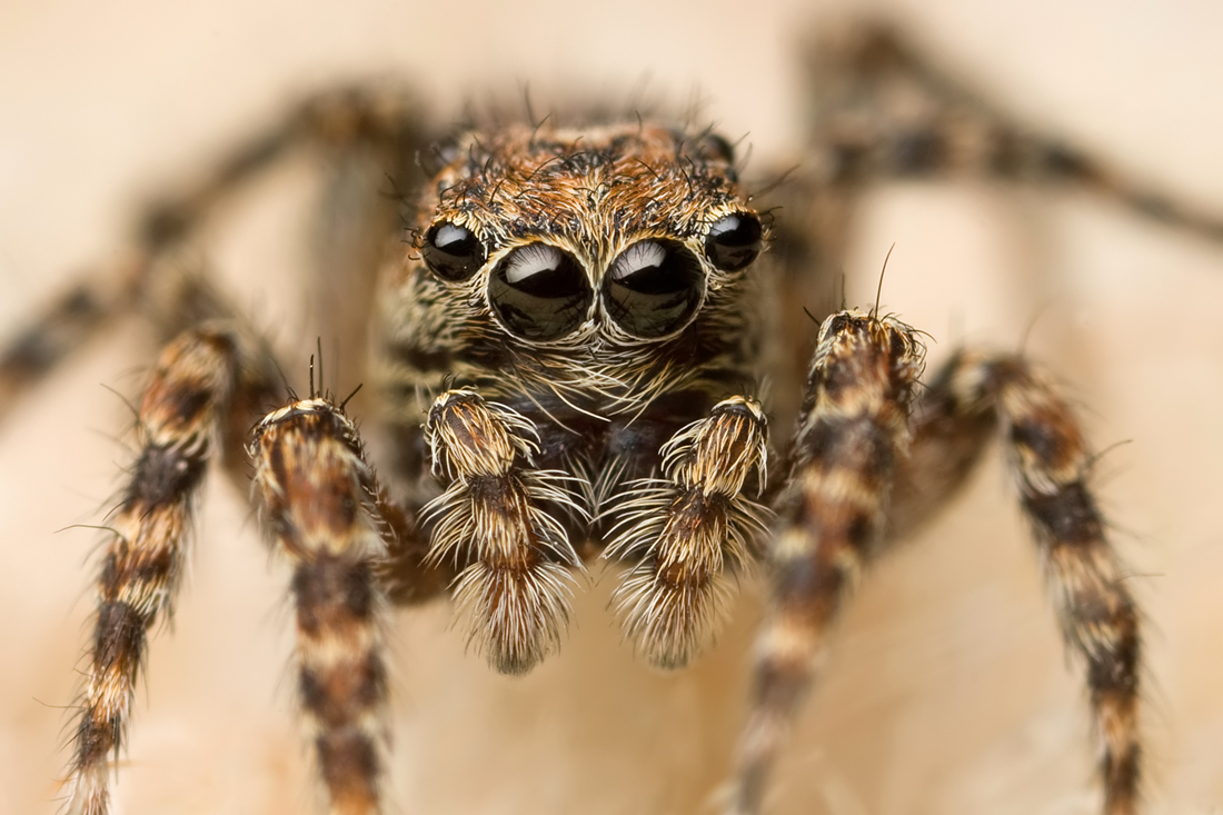 jumping spider